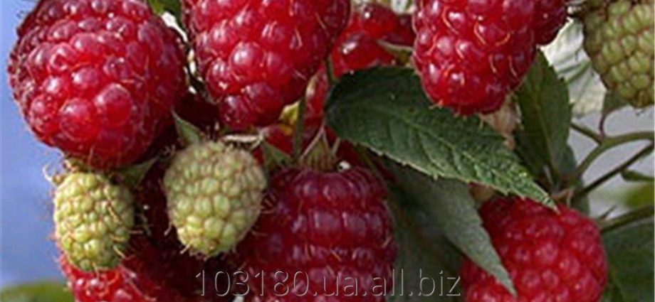 Raspberry Zyugana