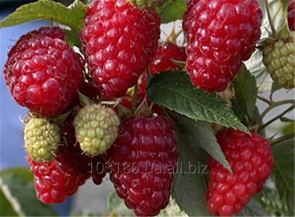 Raspberry Zyugana