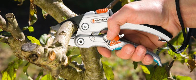 Ratchet pruner: how to use