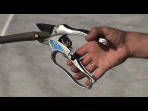 Ratchet pruner: how to use