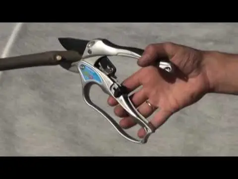 Ratchet pruner: how to use