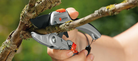 Ratchet pruner: how to use