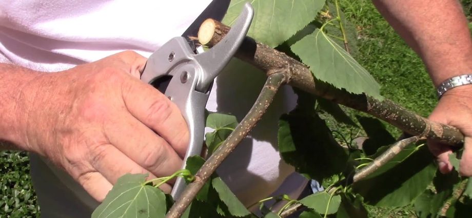 Ratchet pruner: how to use