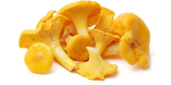 Raw and dried chanterelles from parasites: recipes, use