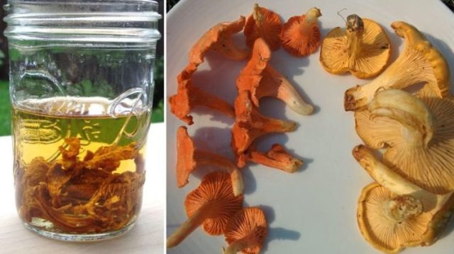 Raw and dried chanterelles from parasites: recipes, use