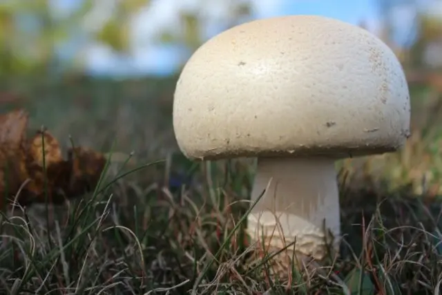 Raw champignons: is it possible to eat, benefits and harms, reviews, cooking recipes