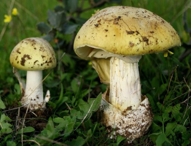 Raw champignons: is it possible to eat, benefits and harms, reviews, cooking recipes