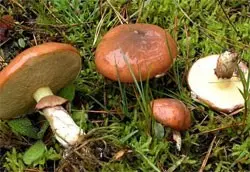 Real butterdish (Suillus luteus) photo and description