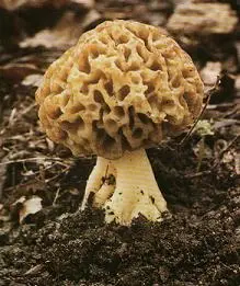 Real morel (Morchella esculenta) photo and description