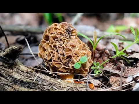 Real morel (Morchella esculenta) photo and description