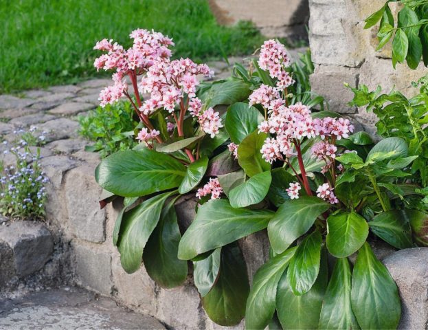 Reasons why bergenia does not bloom and what to do