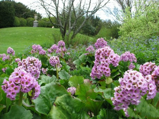 Reasons why bergenia does not bloom and what to do