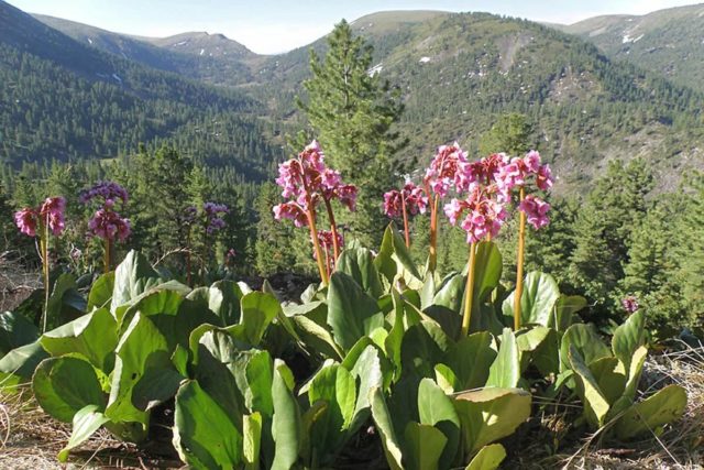 Reasons why bergenia does not bloom and what to do