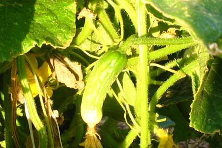 Reasons why cucumbers turn yellow in a greenhouse