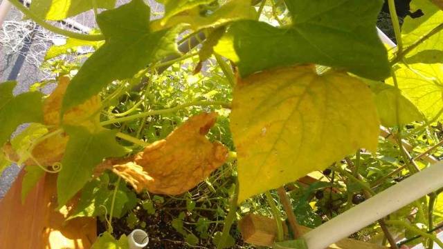 Reasons why cucumbers turn yellow in a greenhouse