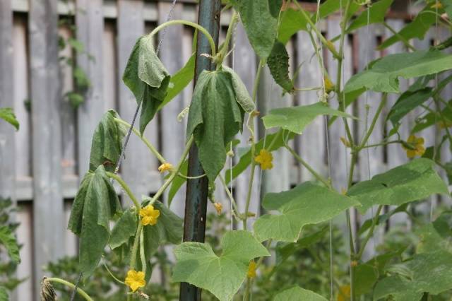 Reasons why cucumbers turn yellow in a greenhouse