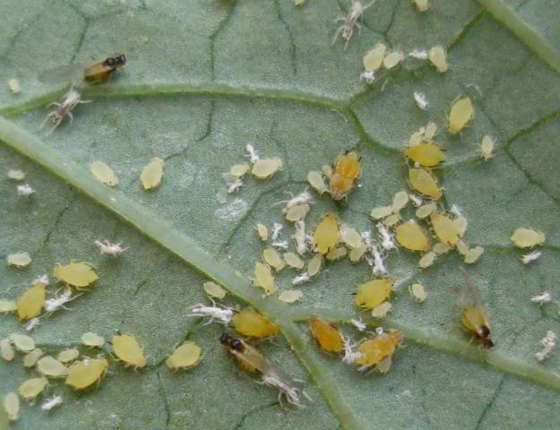 Reasons why cucumbers turn yellow in a greenhouse