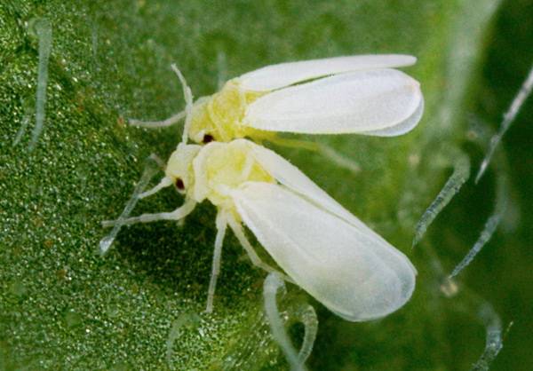 Reasons why cucumbers turn yellow in a greenhouse