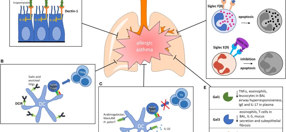 Receptors that inhibit the allergic reaction have been discovered