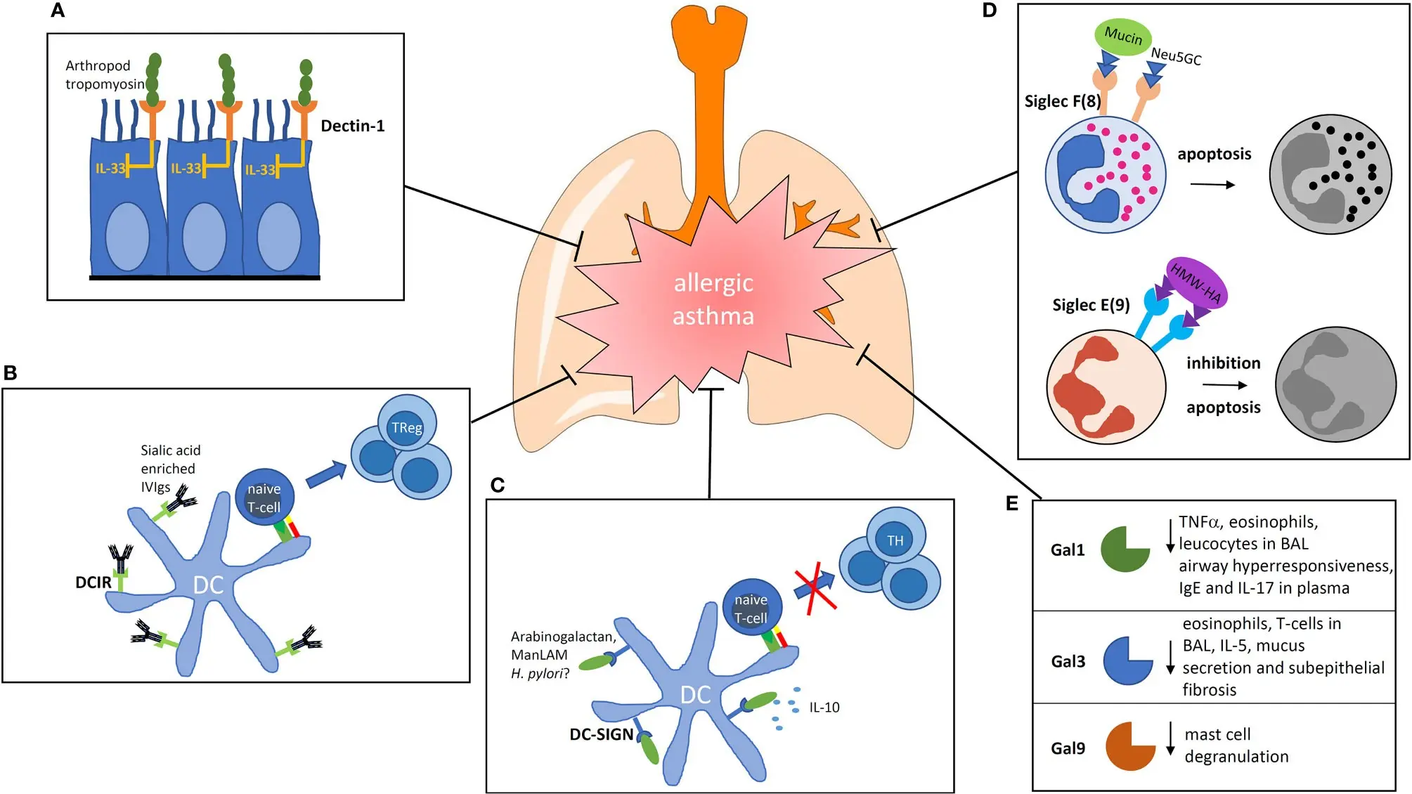 Receptors that inhibit the allergic reaction have been discovered