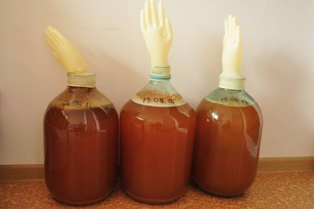 Recipe for homemade apple wine with a glove 