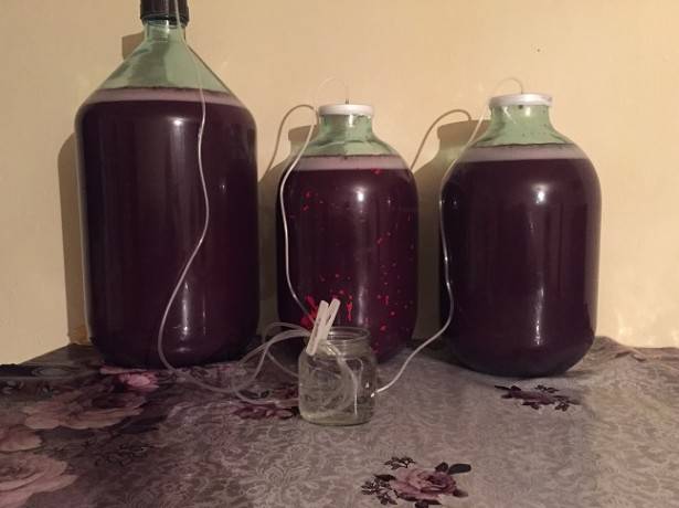 Recipe for homemade grape wine + photo