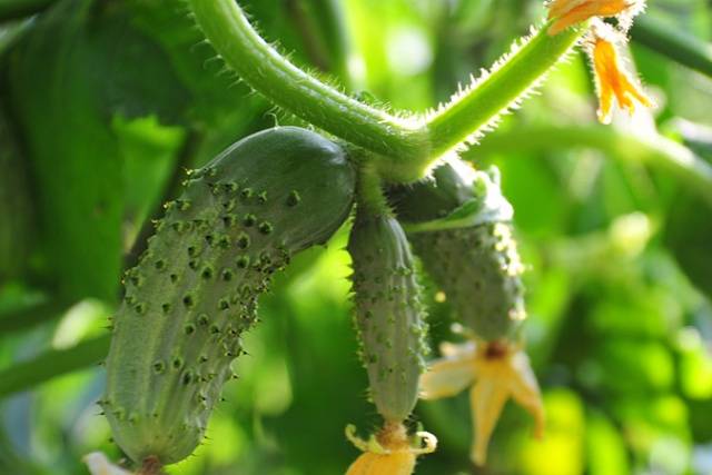 Recipe for lightly salted cucumbers on mineral water