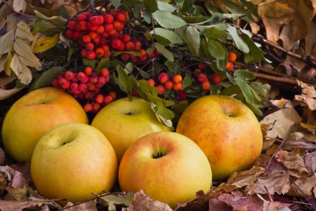 Recipe for pickled apples for the winter 