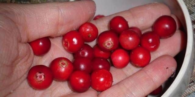 Recipe for pickled apples for the winter in a bucket 