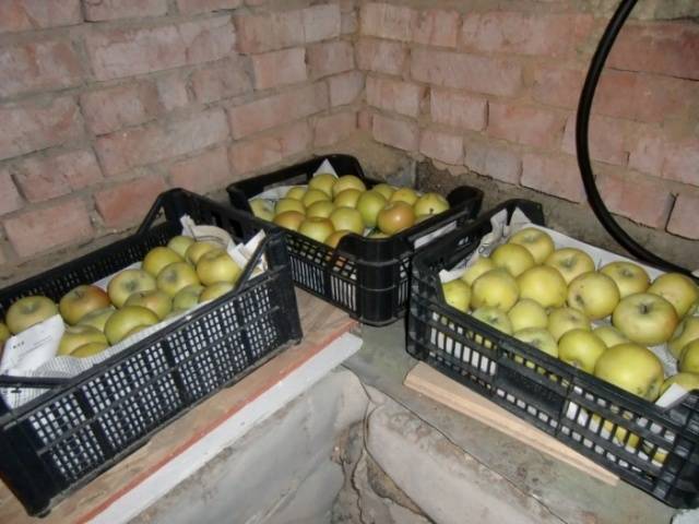 Recipe for pickled apples for the winter in a bucket 