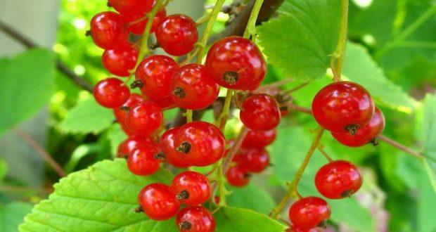 Recipe for red currants with sugar without cooking