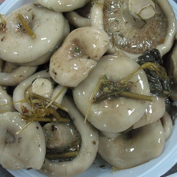 Recipe for salted mushrooms in a cold way