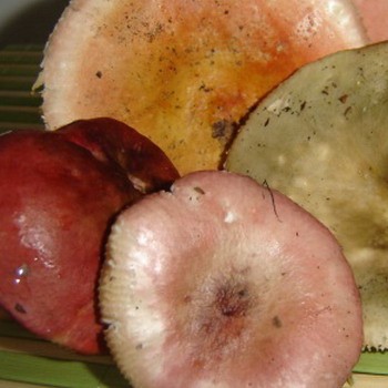 Recipe for salted russula in a cold way