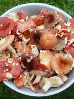 Recipe for salted russula in a cold way