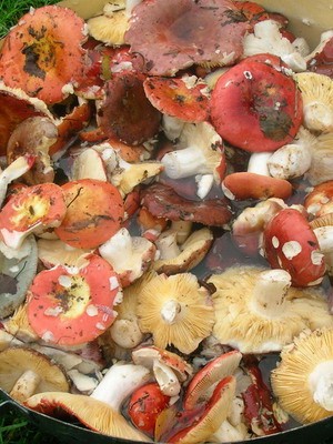 Recipe for salted russula in a cold way