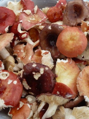 Recipe for salted russula in a cold way