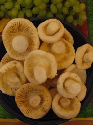 Recipe for salted russula in a cold way