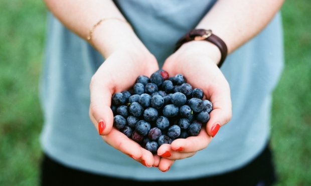 Recipe for tincture, liquor, moonshine and blueberry liqueur