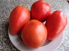 Recipe for tomatoes with parsley for the winter 