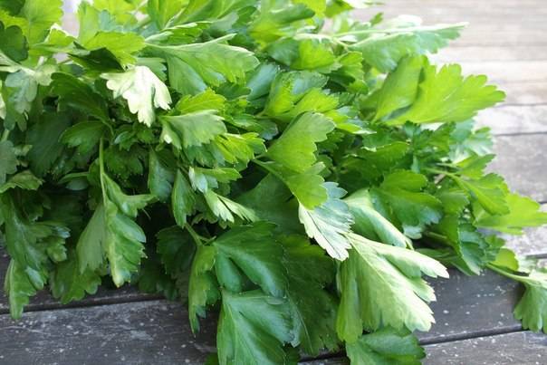 Recipe for tomatoes with parsley for the winter 