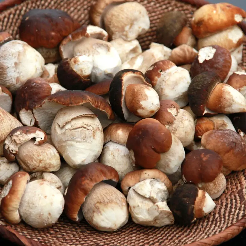 Recipes and methods for preparing porcini mushrooms for the winter