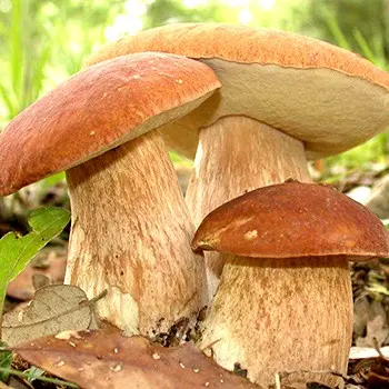 Recipes and methods of cooking porcini mushroom