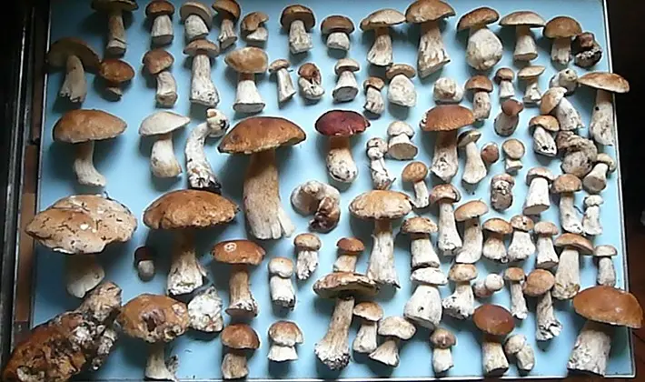 Recipes and methods of cooking porcini mushroom