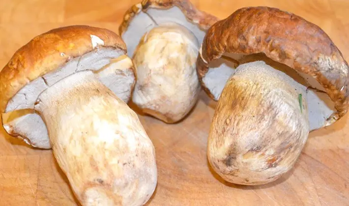 Recipes and methods of cooking porcini mushroom