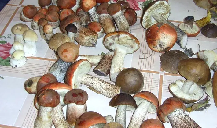 Recipes and methods of cooking porcini mushroom