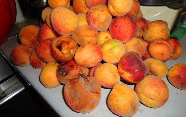 Recipes for apricots in their own juice