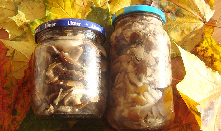 Recipes for canning milk mushrooms at home