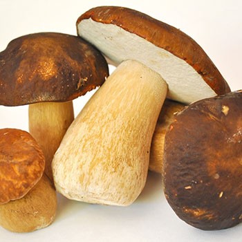 Recipes for cooking porcini mushrooms