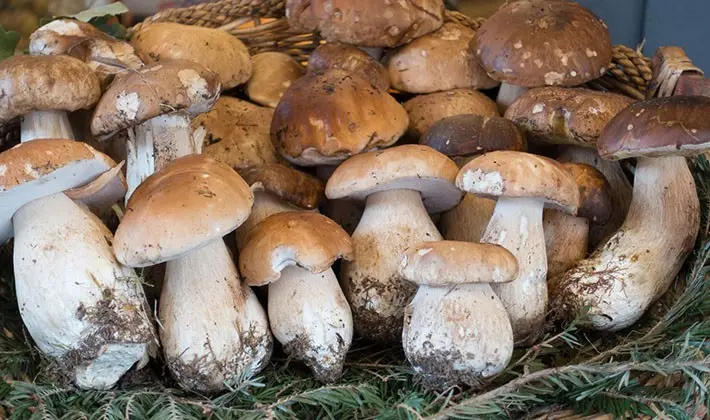 Recipes for cooking porcini mushrooms