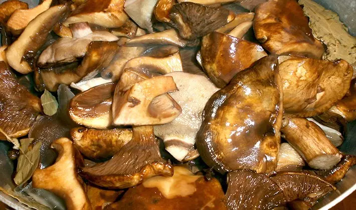 Recipes for cooking porcini mushrooms